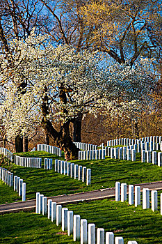 花,樱桃树,阿灵顿国家公墓,阿灵顿,弗吉尼亚,美国