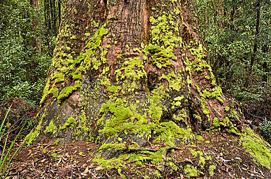苔藓,树干,保护区,塔斯马尼亚,澳大利亚