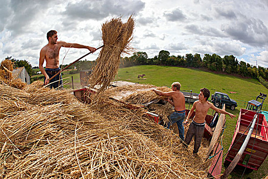 英格兰,萨默塞特,北方,咖哩,男人,装载,传统方法,分隔,小麦作物,稻草,屋顶