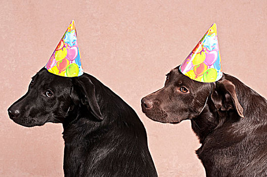 两个,拉布拉多犬,复得,穿,聚会,帽子