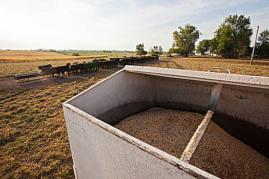 容器,谷物,牛,农场
