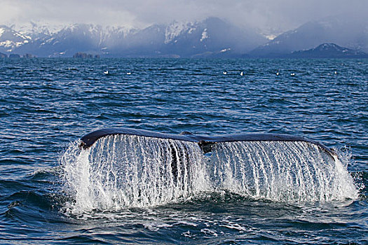 驼背鲸,水,层叠,尾部,楚加奇山,背景,威廉王子湾,阿拉斯加,春天