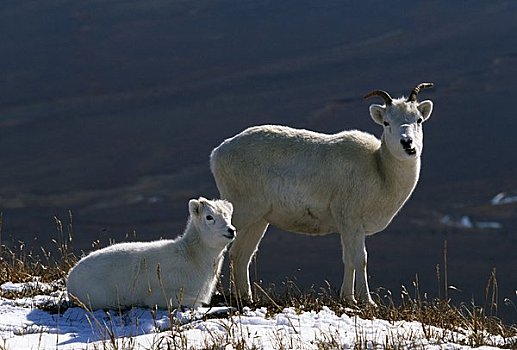 一对,野大白羊,白大角羊,山,德纳里峰国家公园,阿拉斯加,美国