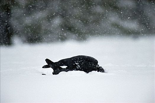 大乌鸦,渡鸦,浴,初雪,鹿,畜体,爱达荷