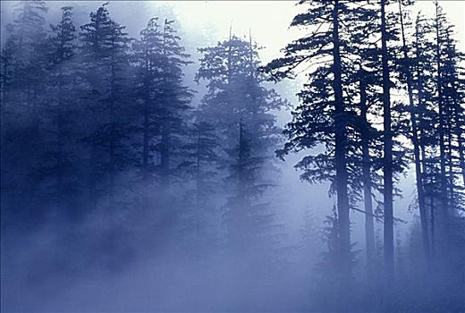 树,遮盖,雾,树林