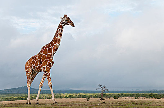 网纹长颈鹿,长颈鹿,肯尼亚