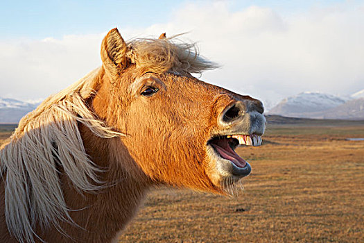 冰岛,冰岛马,讥笑,摄影,画廊