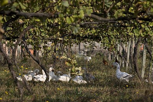 鹅,生态,葡萄园,靠近,维亚纳堡,培育,葡萄,葡萄酒,区域,北方,葡萄牙,欧洲