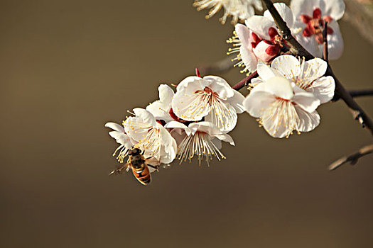 梅花,蜜蜂