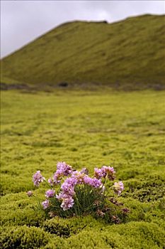 花,海石竹,苔藓,冰岛