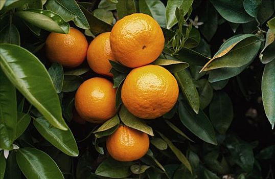 橘林,橘子,树上