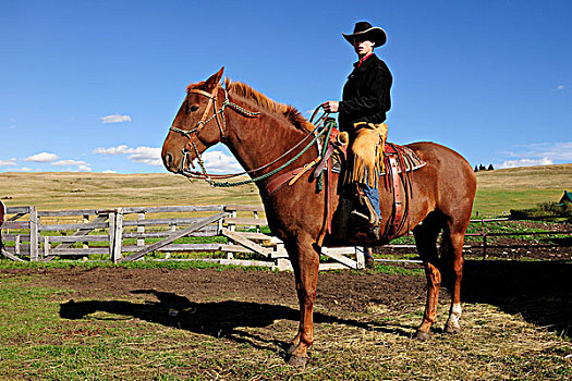 牛仔,坐,马,畜栏,萨斯喀彻温,加拿大