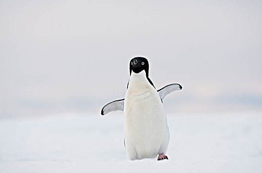 阿德利企鹅,走,湾,东方,南极