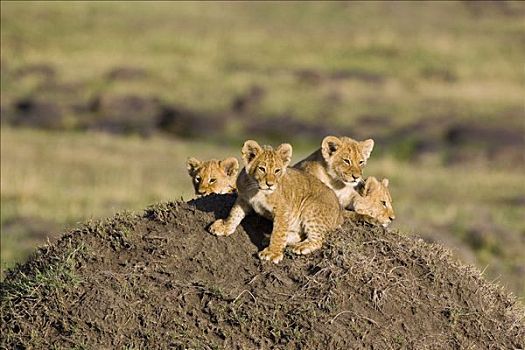 非洲狮,狮子,年轻,幼兽,8周,白蚁窝,马赛马拉国家保护区,肯尼亚