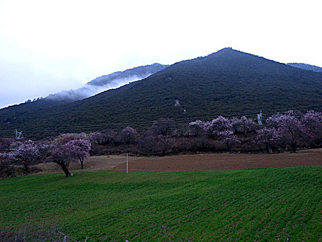 西藏,风光,建筑,花海,山沟,梨花,桃花,林芝,村庄