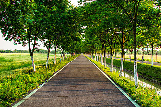 中国安徽合肥牛角大圩生态园道路树木