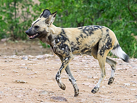 非洲野狗,非洲野犬属,跑,露营,克鲁格国家公园,南非,非洲