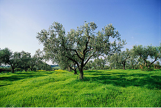 橄榄林,意大利