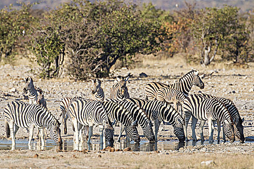 斑马,马,埃托沙国家公园,纳米比亚,非洲