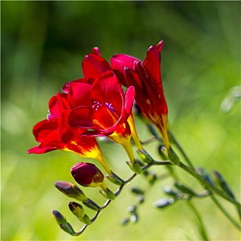 红色,小苍兰属植物,花园