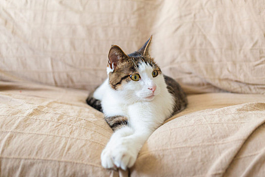 沙发上可爱的小猫