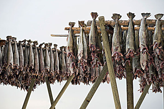 鳕鱼,弄干,鱼肉,制作,罗浮敦群岛,挪威北部,挪威,欧洲