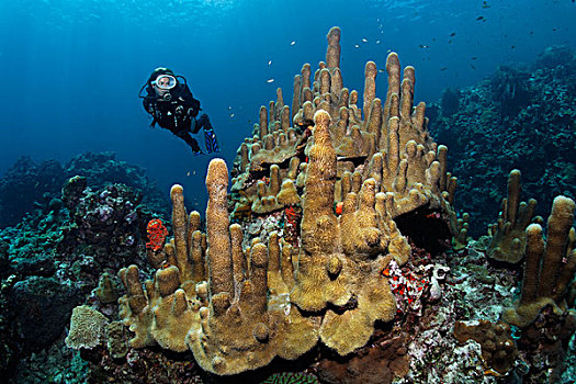 水中呼吸器,潜水,看,柱子,珊瑚,圣卢西亚,向风群岛,小安的列斯群岛,加勒比海