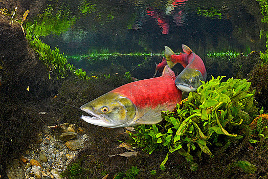 红鳟鱼,三文鱼,红鲑鱼,亚当斯河,省立公园,不列颠哥伦比亚省,加拿大,北美
