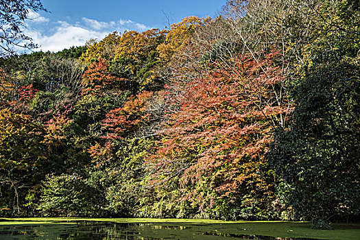 湖,秋天,千叶,日本