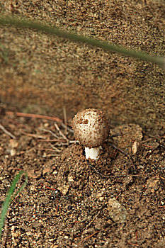 野山菇