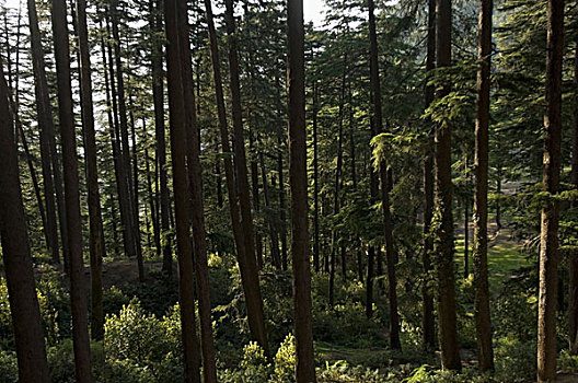 树,树林,查谟-克什米尔邦,印度