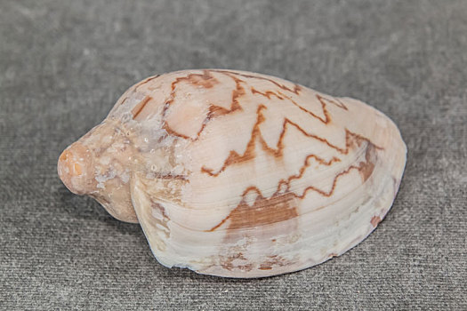 海洋生物软体动物门海螺装饰品
