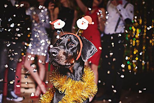 头像,狗,聚会,穿,圣诞老人,人群,跳舞,背景