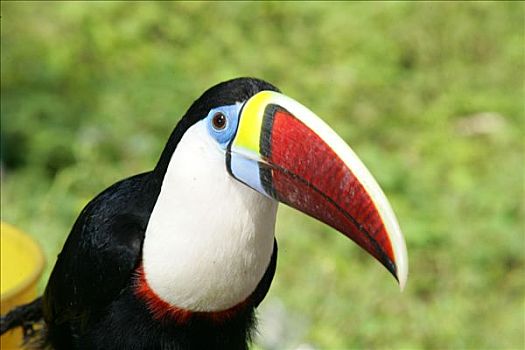 巨嘴鸟,圭亚那,南美