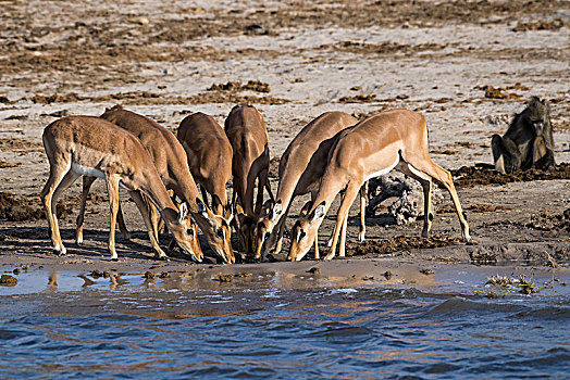 黑斑羚,牧群,饮用水,乔贝,河,乔贝国家公园,博茨瓦纳,非洲