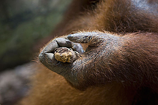 苏门答腊猩猩,拿着,棍,古农列尤择国家公园,北方,苏门答腊岛,印度尼西亚