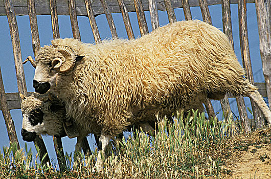 绵羊,母羊,公羊
