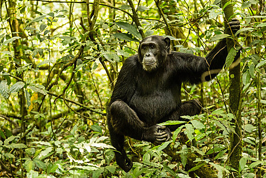 普通,类人猿,树林,坐在树上,国家公园,乌干达,非洲