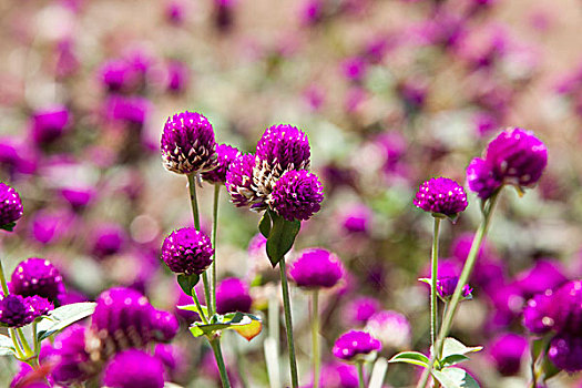 紫花,缅甸