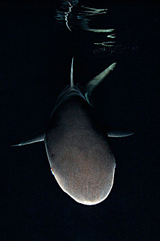 灰礁鲨,黑尾真鲨,夜晚,靠近,父亲,礁石,巴布亚新几内亚,水下