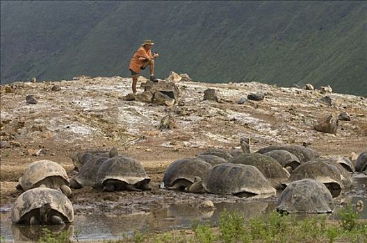 阿尔斯多火山海岛陆龟,加拉巴哥象龟,群体,翻腾,阿尔斯多火山,地面,伊莎贝拉岛,加拉帕戈斯群岛,厄瓜多尔
