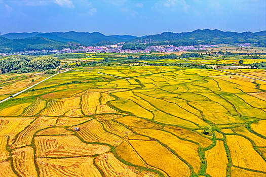 江西金溪,山区有机稻喜获丰收