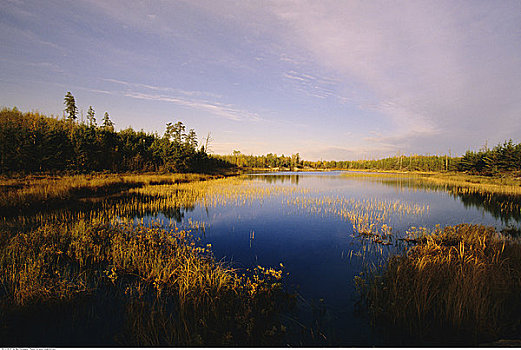 沼泽,天空,北安大略,加拿大