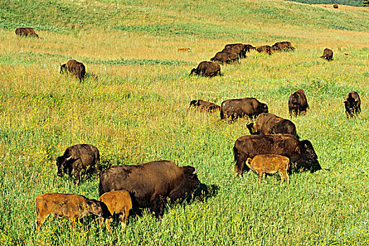 野牛,牧群,卡斯特州立公园,南达科他