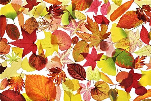 种类,收集,秋天,色彩,叶子,静物