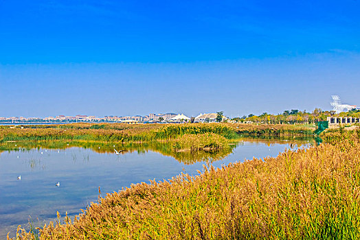 沙湖湿地景观