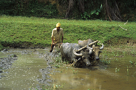 斯里兰卡,农民,耕作,地点,水,水牛