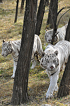 野生动物-白虎