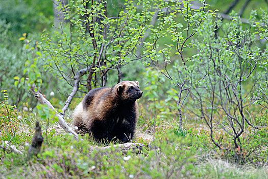 狼獾,贪吃,臭鼬,熊,特罗姆斯,挪威北部,挪威,斯堪的纳维亚