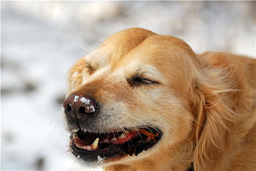 金毛猎犬